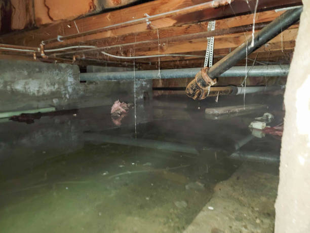 Best Mold removal after water damage  in Garrettsville, OH